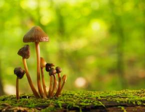 Jeden z najdroszych grzybw wiata ukrywa si w polskich lasach. Jest warty prawie 10 tysicy zotych!